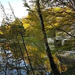 Nid Dans La Foret Saint-Jean-aux-Bois (Oise)